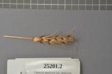Click for 1 image(s) for this accession. Spike